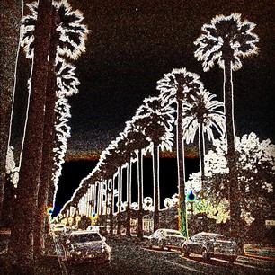 Palm Trees photo by Elinor Mills