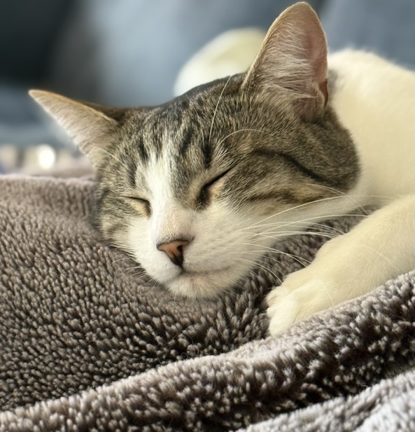 picture of the kitten who eats everything