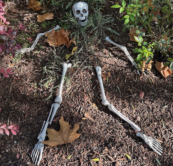 photo of a Halloween decoration skeleton half buried in a yard